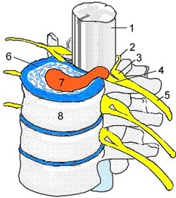 Cross-section of a spinal disc showing the annulus fibrosis and nucleus pulposus